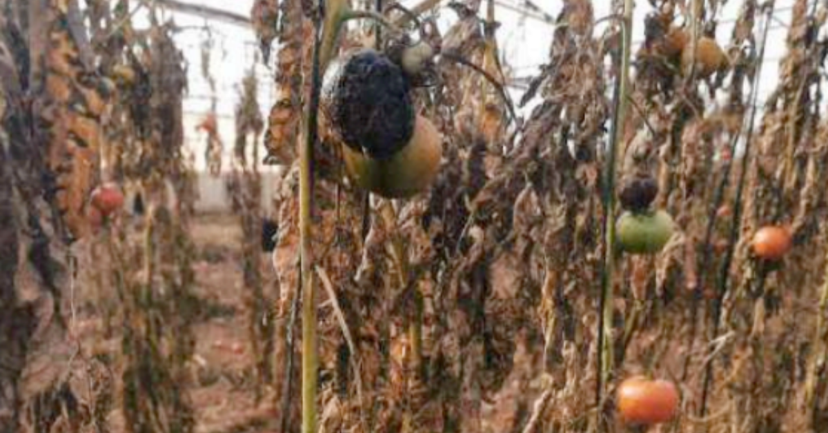 Cultivo afectado por el mildiu. / CEDIDA FEDEX 