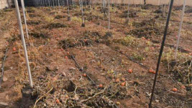 Cultivo de tomate afectado por muldiu. / CEDIDA 