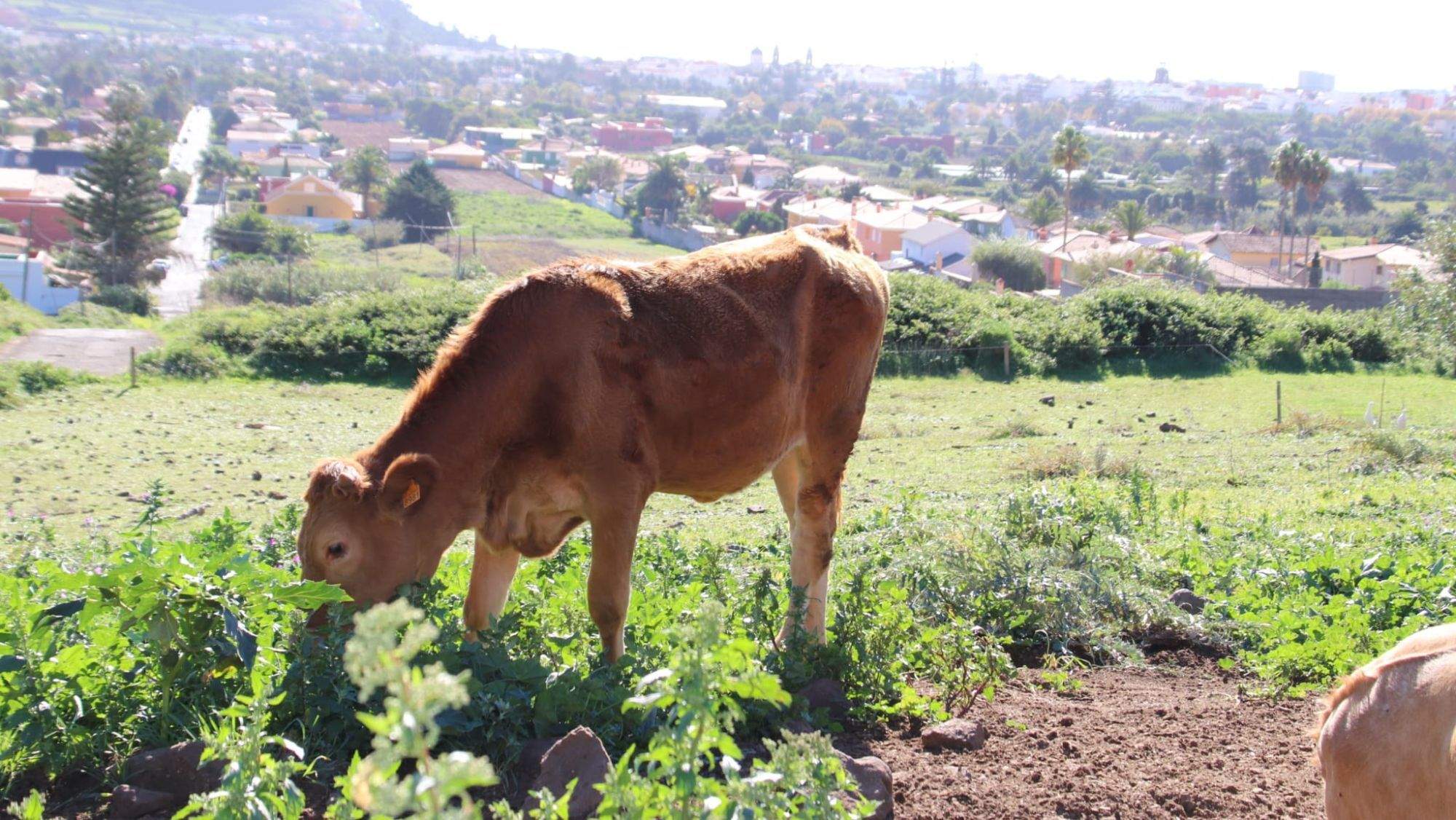Explotación de vacuno en Tenerife / CEDIDA