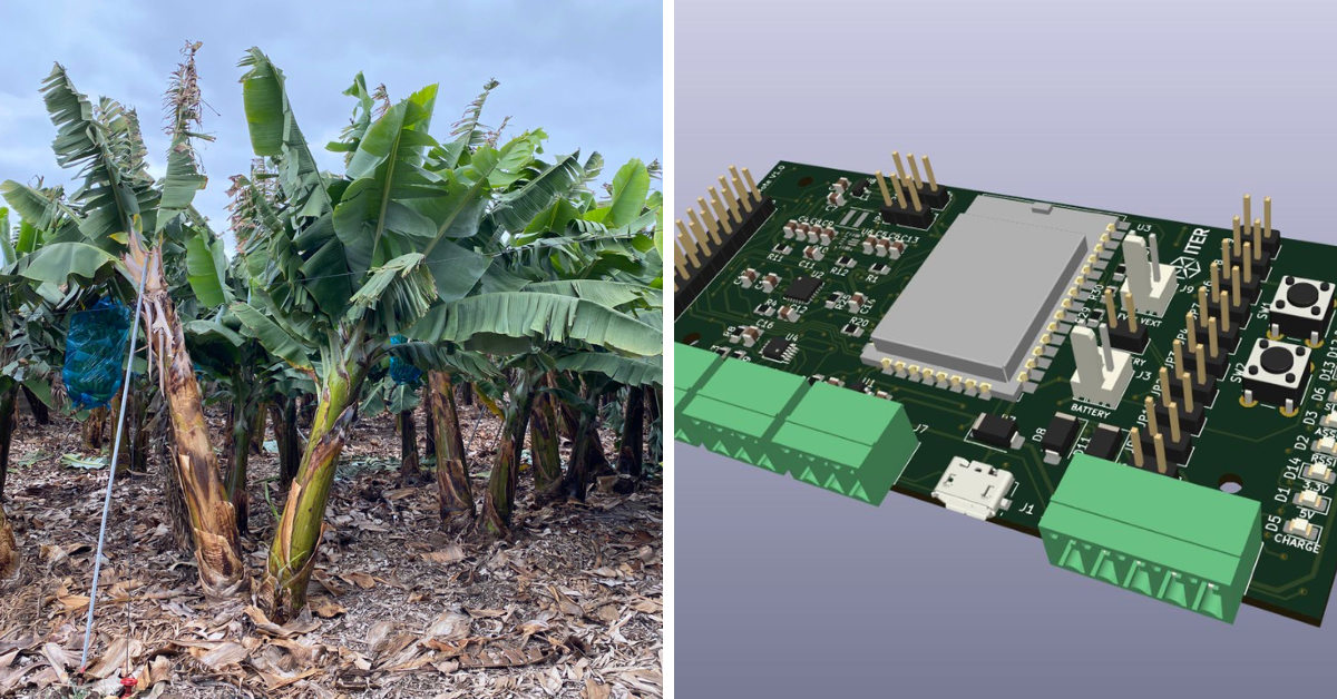 Sensores de tensión instalados en una finca de plátano capaces de prever la necesidad de riego./ CEDIDA
