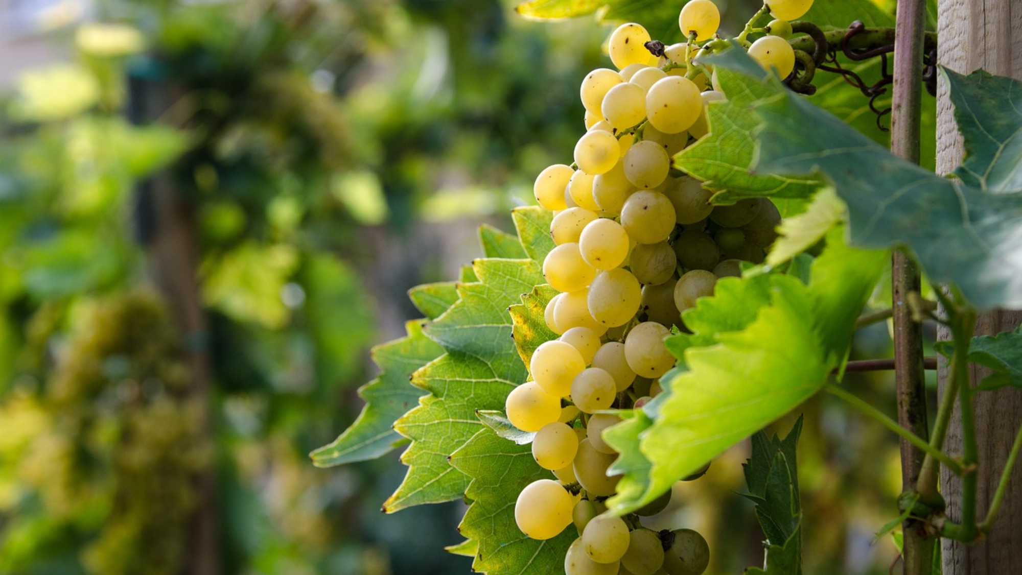 El IES Vega de San Mateo es el único centro que imparte la formación en Vitivinicultura en Gran Canaria / GOBIERNO DE CANARIAS