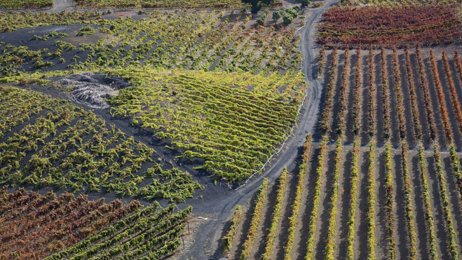 Imagen de viñedos en Gran Canaria / TURISMO DE GRAN CANARIA Imagen de viñedos en Gran Canaria / TURISMO DE GRAN CANARIA