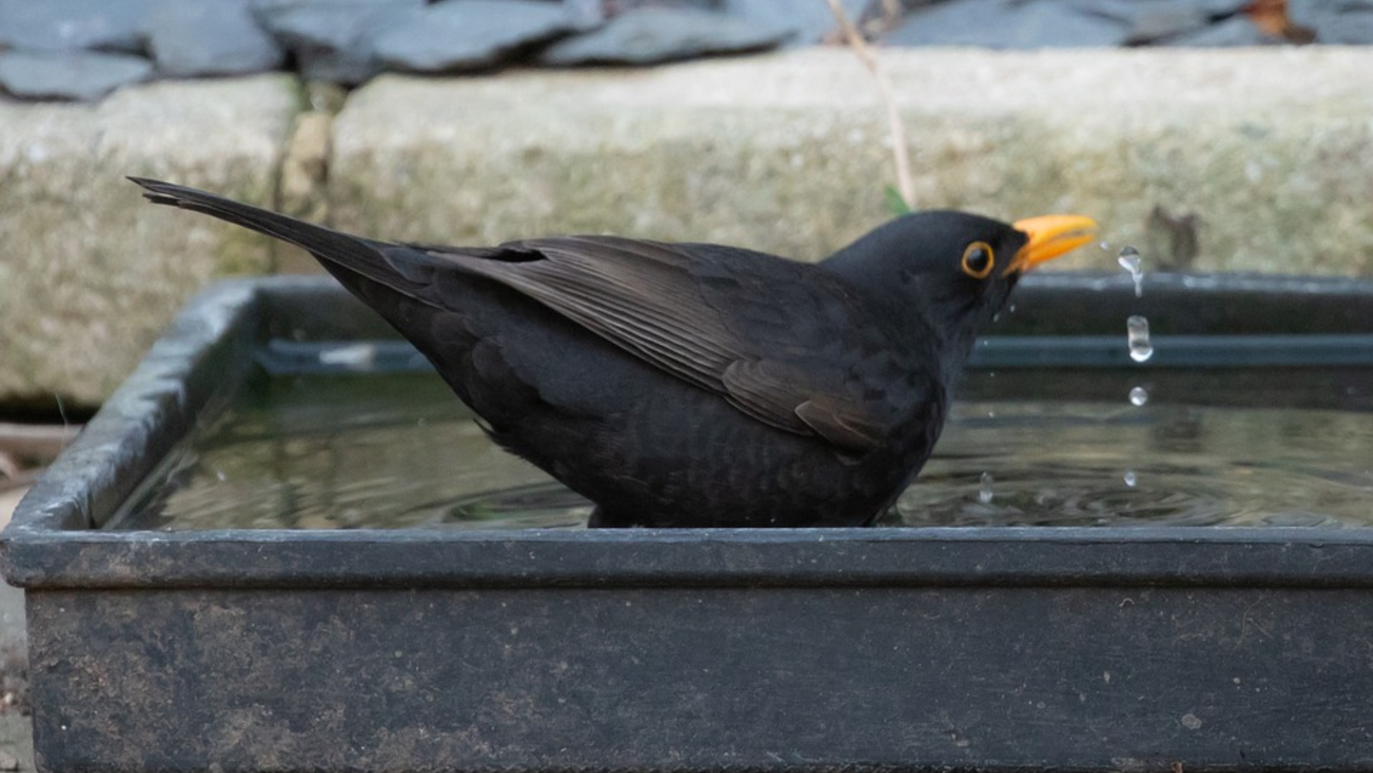Imagen de un mirlo en una estación bebiendo agua / ASOCIACIÓN FÉNIX CANARIAS