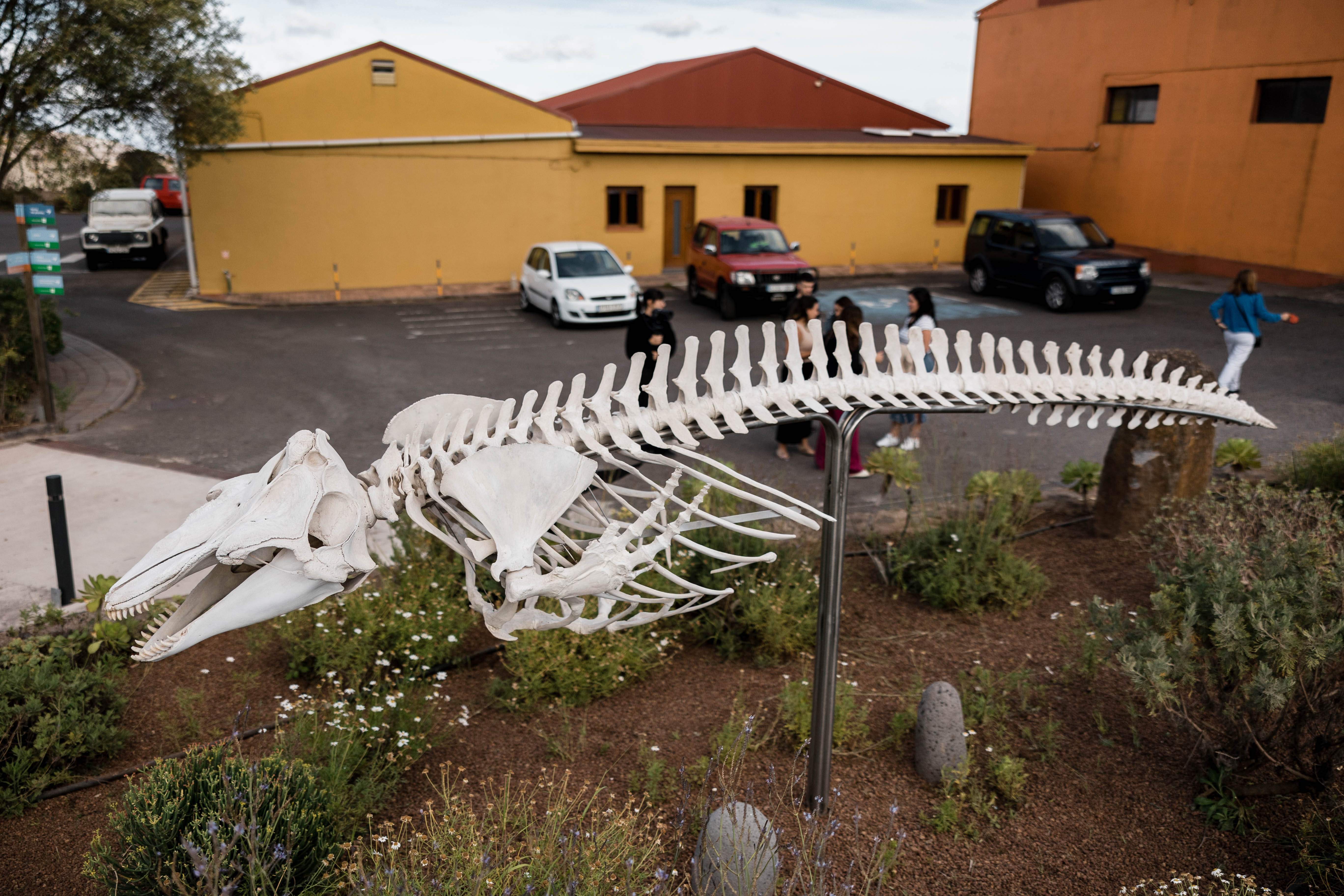 Esqueleto del calderón instalado en La Tahonilla. / CABILDO DE TENERIFE