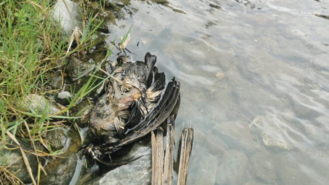 Imagen de un ave sin vida que fue retirada por los agentes de medioambiente en el barranco de Azuaje afectado por el vertido / CEDIDA