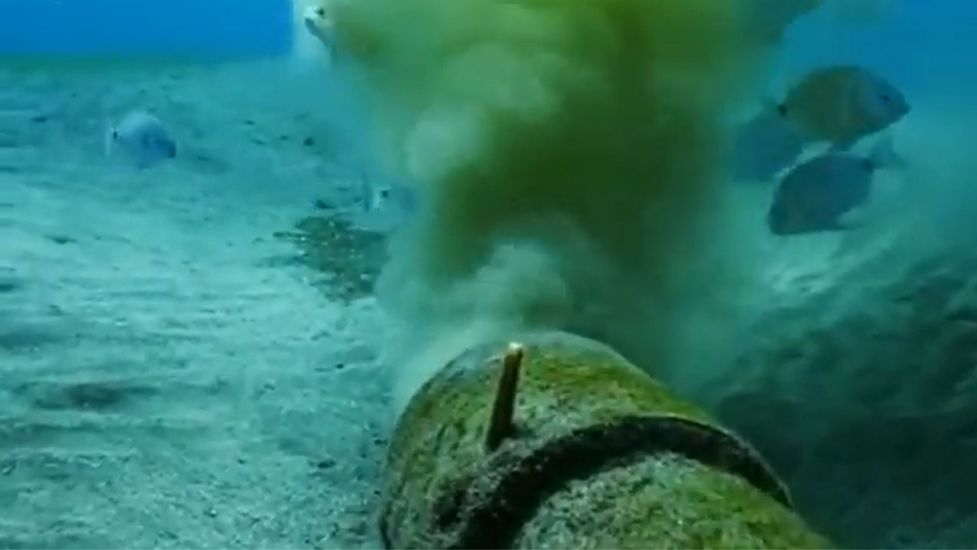 Emisario de aguas residuales de Abades. / Especies de Canarias Emisario de aguas residuales de Abades. / Especies de Canarias