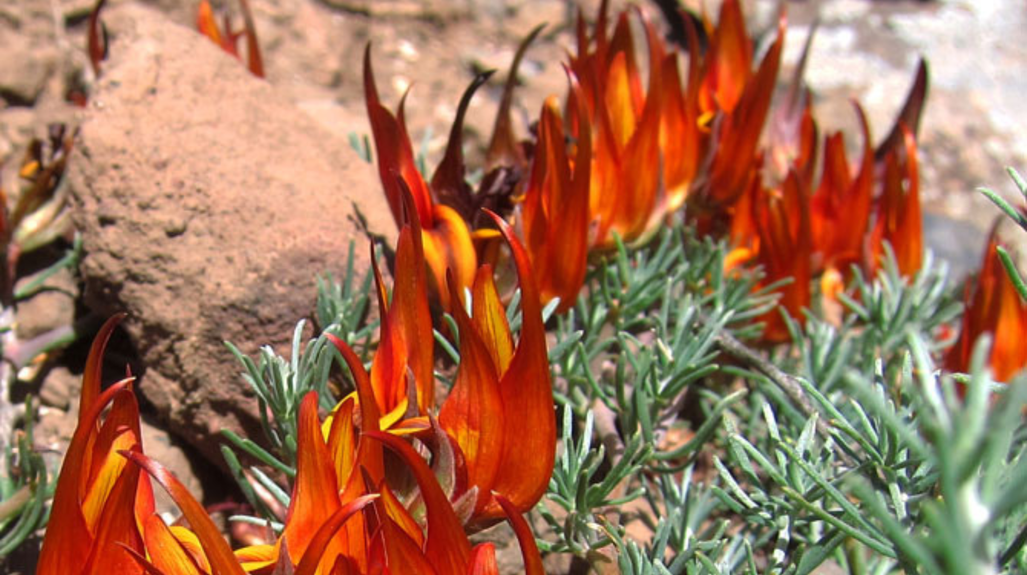 El pico de paloma gomero (Lotus gomerythus)./ CEDIDA