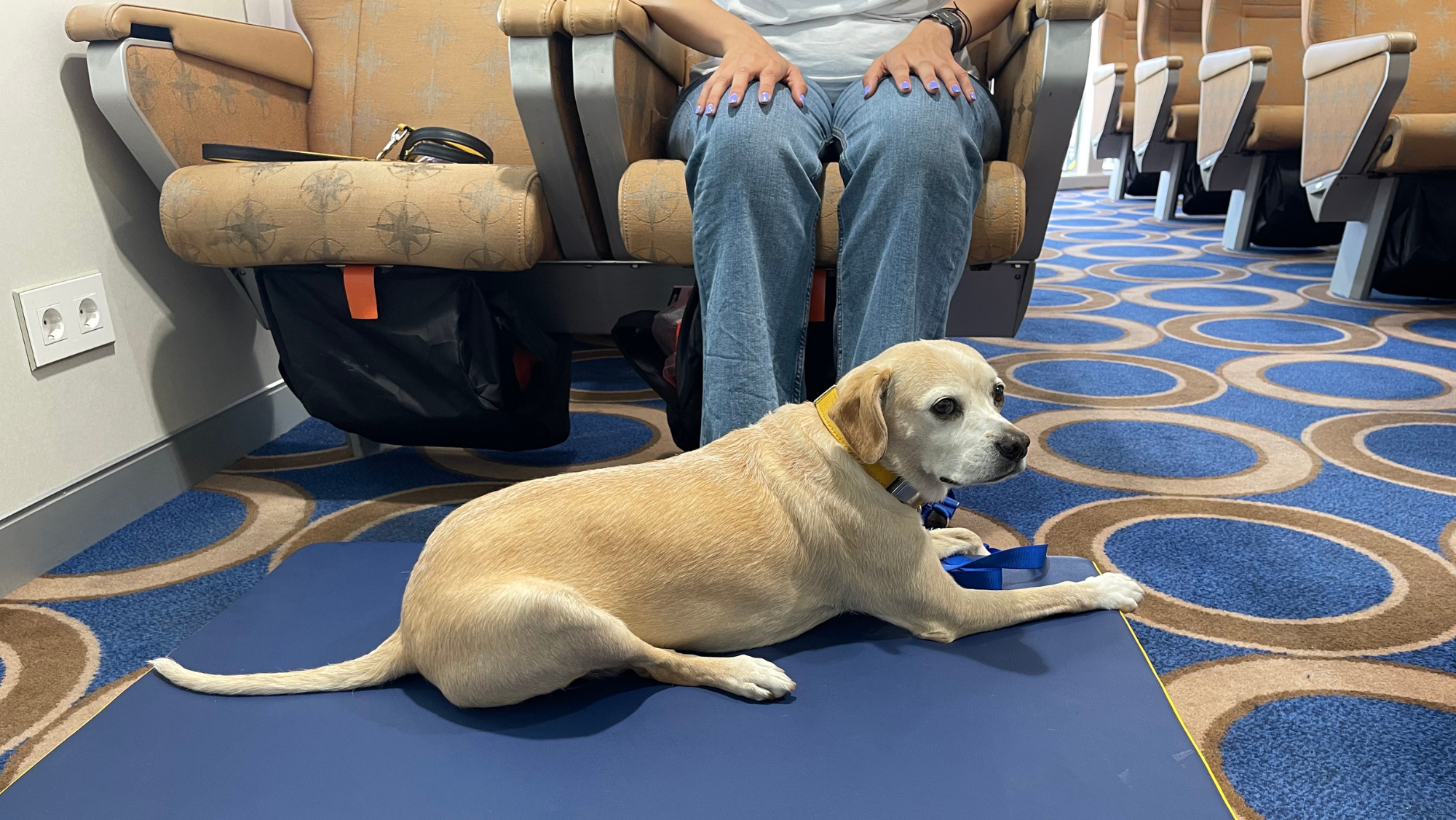 Mascotas a bordo: Fred. Olsen ofrece nuevas acomodaciones ‘pet friendly’ / FRED. OLSEN