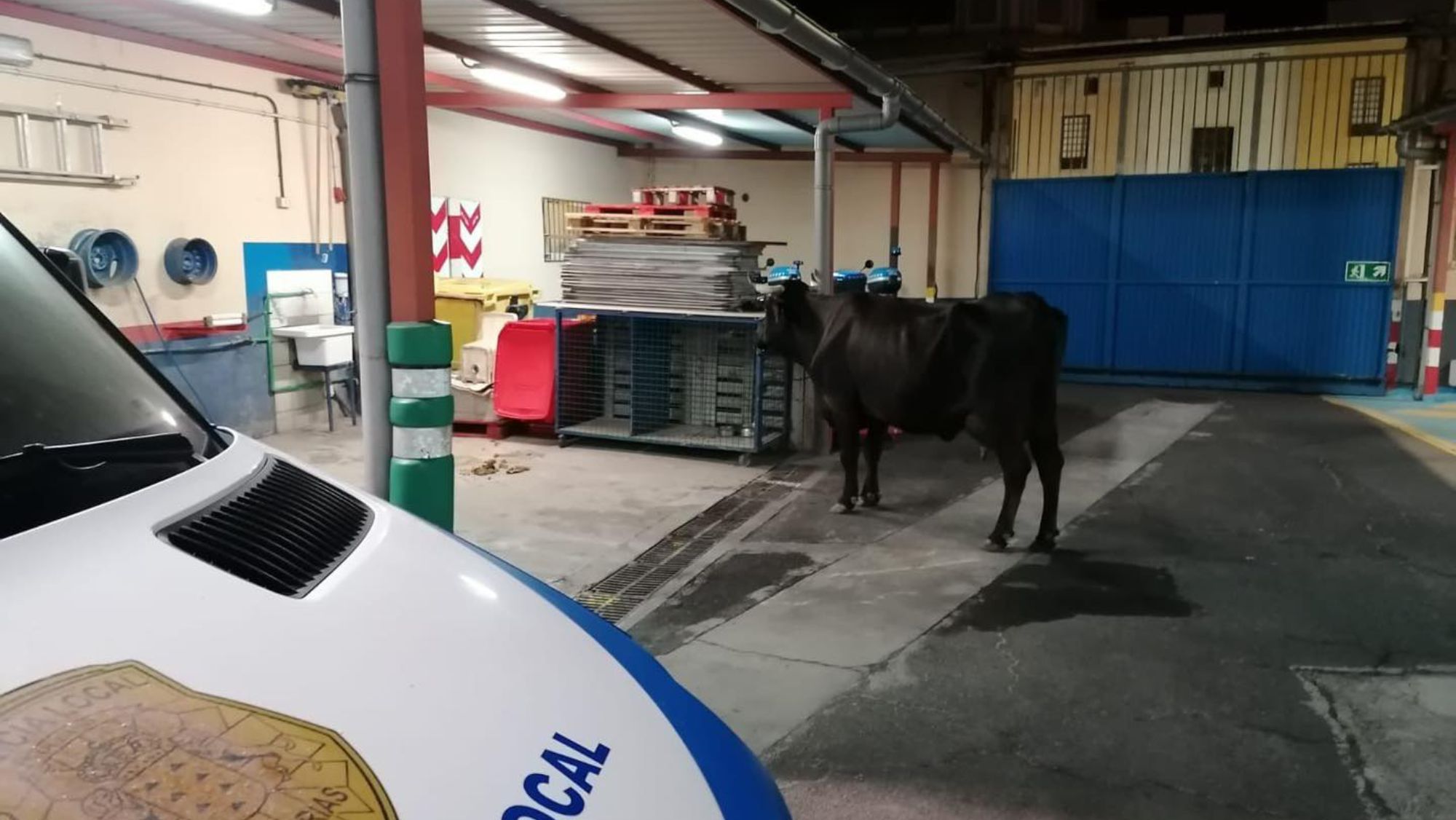 La vaca 'Lola' en las dependencias de la Policía Local de La Laguna. / POLICÍA LOCAL DE LA LAGUNA