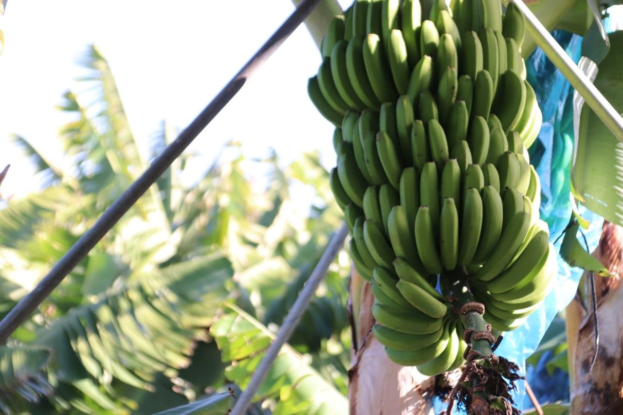 Imagen de una platanera. / GOBIERNO DE CANARIAS