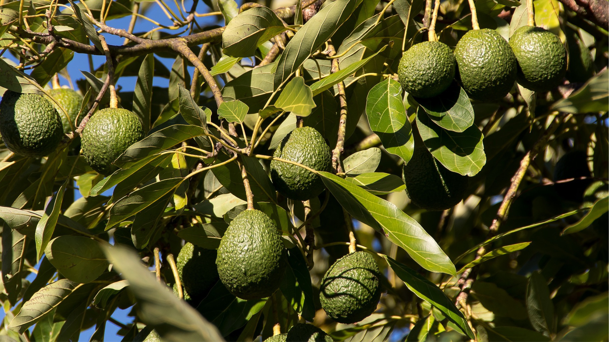 Varios aguacates todavía en el árbol. / CEDIDA
