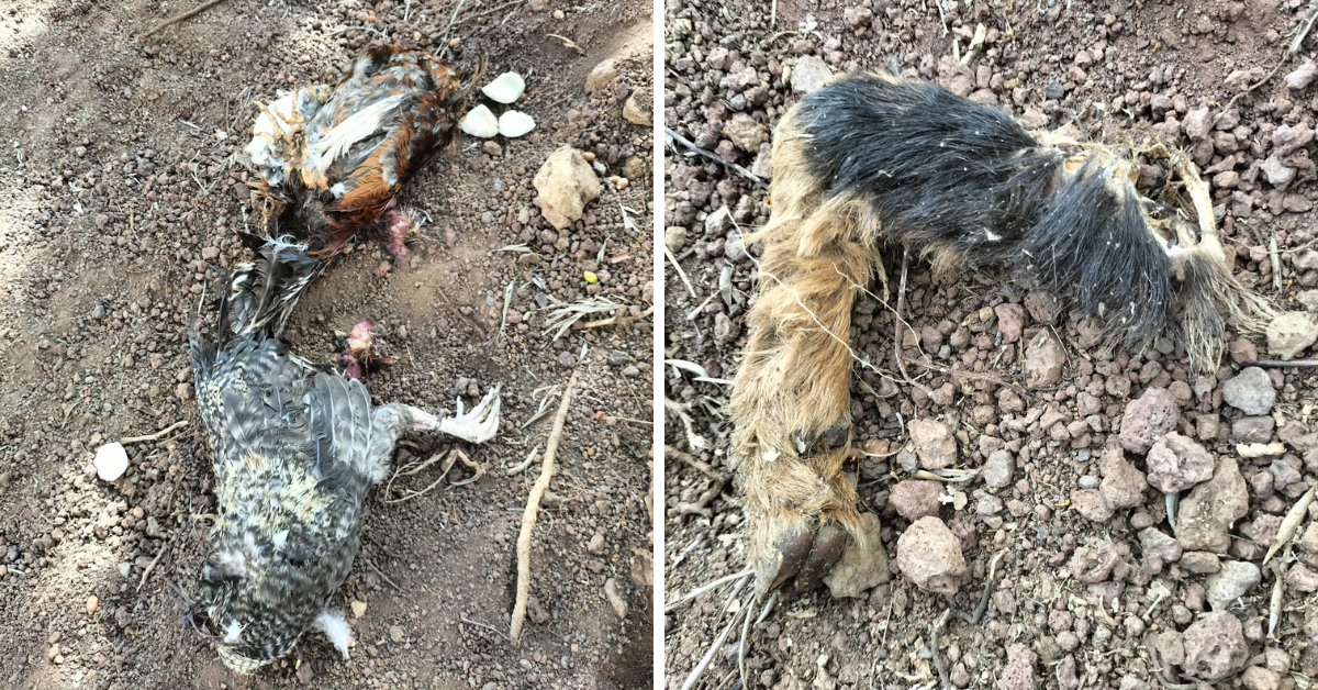 Dos gallos decapitados y una pata de cabrito pertenecientes a lo que parece un ritual de santería junto a la parroquia de Santa Bárbara, en el barrio de García Escámez en Santa Cruz de Tenerife./ ATLÁNTICO HOY