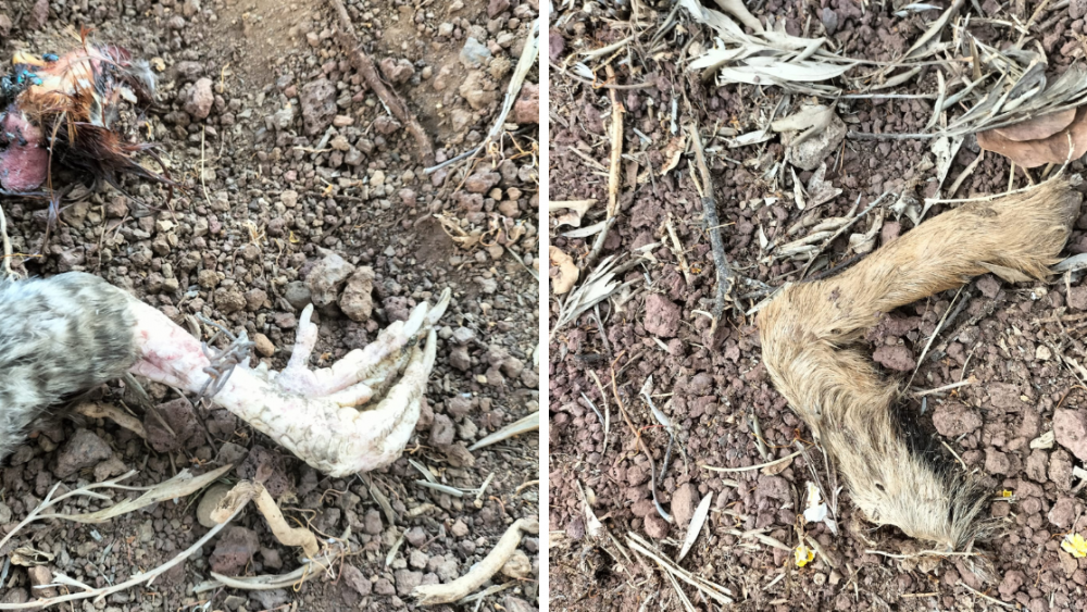 Las patas con alambre de uno de los gallos decapitados en lo que parece un ritual de santería; y la pata de un cabrito en el barrio de García Escámez, en Santa Cruz de Tenerife./ ATLÁNTICO HOY