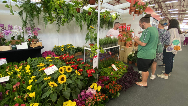Puesto de Tu planta barata en Fisaldo / ATLÁNTICO HOY