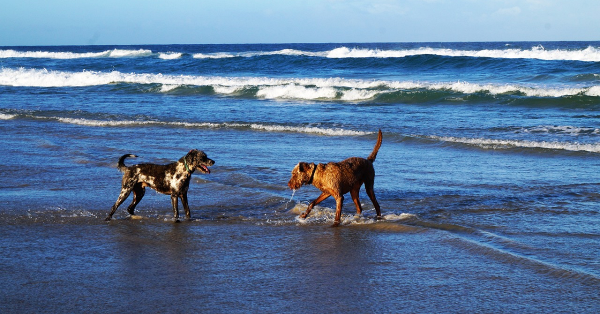 Perros jugando en una playa / PIXABAY