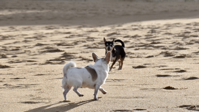 Perros jugando en una playa sobre la arena / PIXABAY