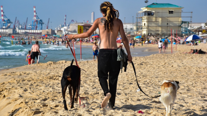 Perros en la playa / PIXABAY