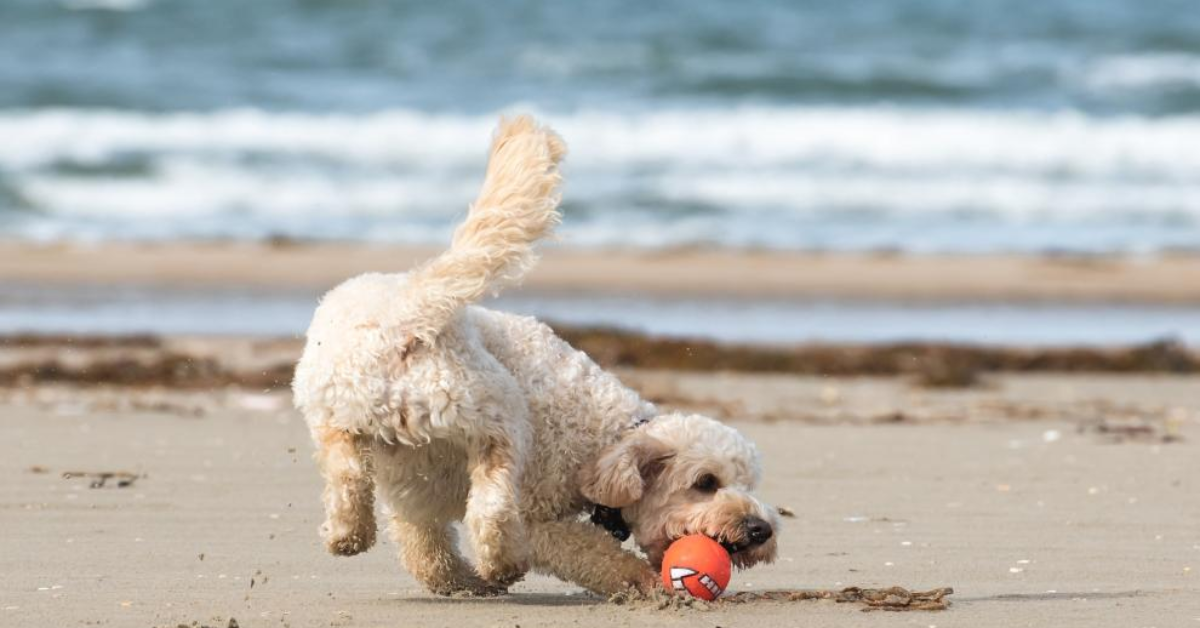 Perro jugando en la playa./ PIXABAY 
