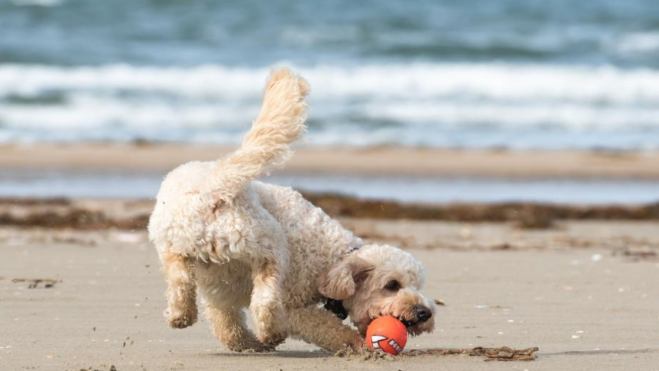 Perro jugando en la playa / PIXABAY