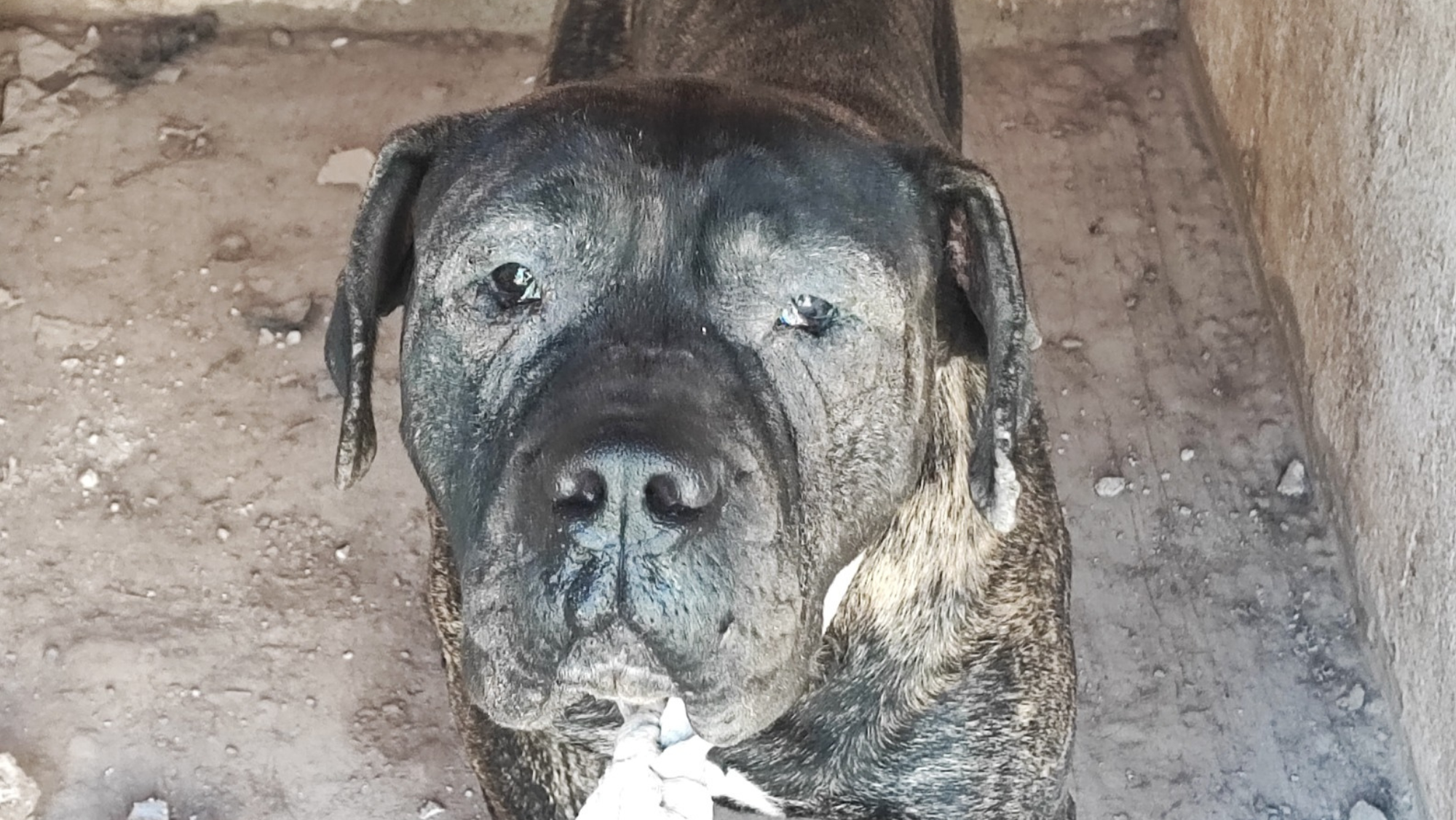 Uno de los perros rescatados / GOBIERNO DE CANARIAS