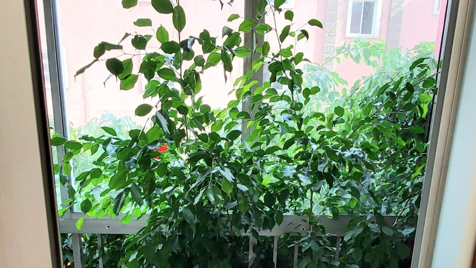 Uno de los árboles en el interior de una vivienda / CEDIDA