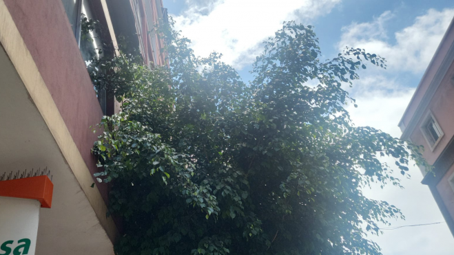 Un árbol colándose en el interior de una vivienda / ATLÁNTICO HOY