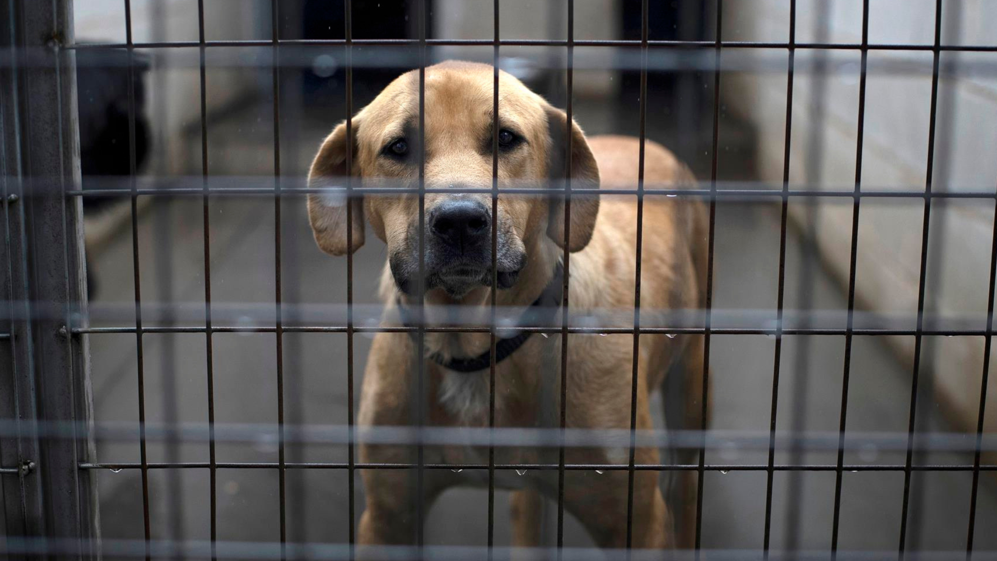 Uno perro abandonado / EFE 