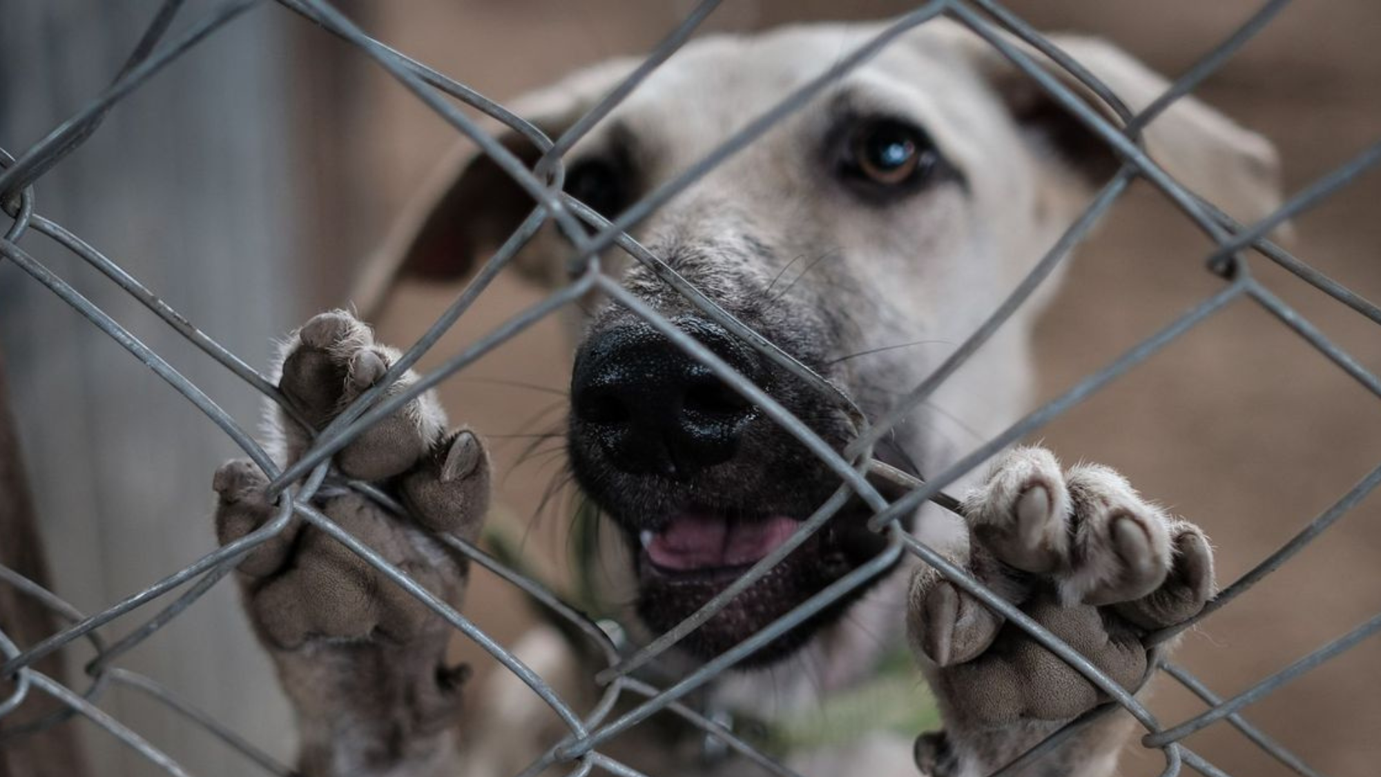 Un perro en un albergue / EFE - A. GONZÁLEZ