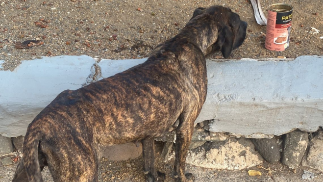Uno de los perros que no pudo recoger la Policía Local / CEDIDA Uno de los perros que no pudo recoger la Policía Local / CEDIDA