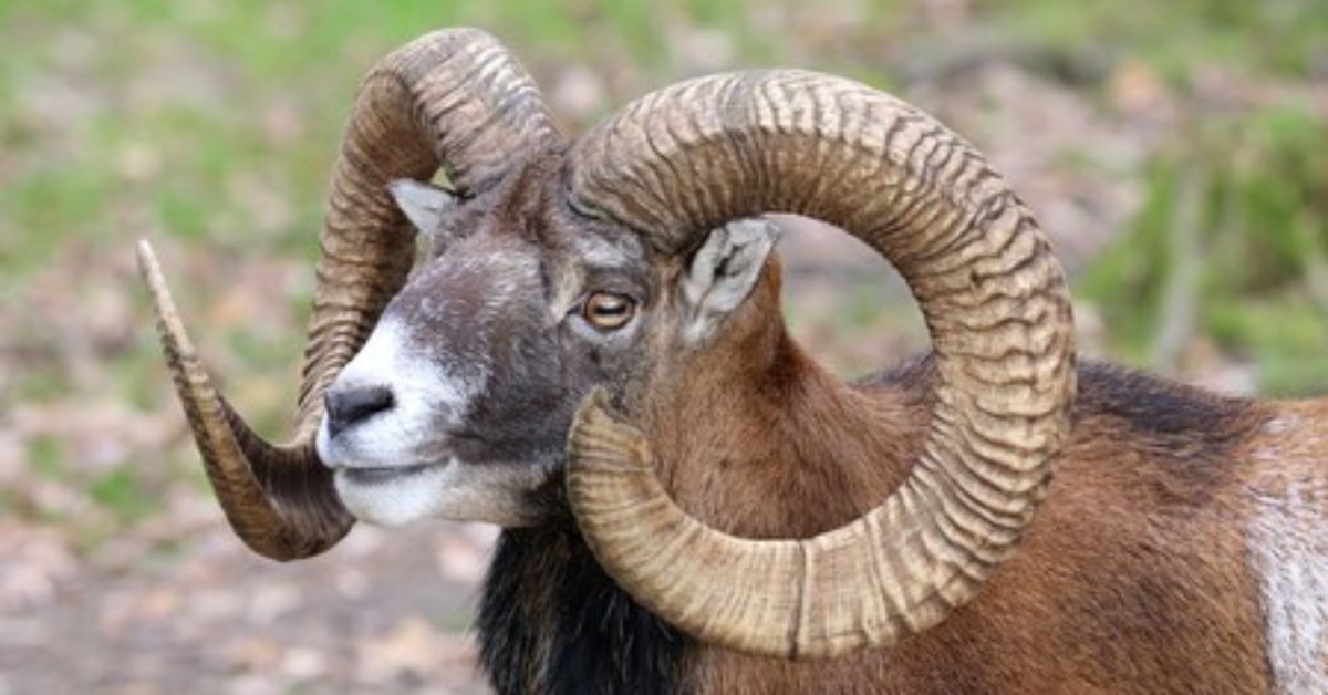 El muflón es una especie de oveja traída a Tenerife en 1971 con fines cinegéticos que a actualmente amenaza la flora endémica./ REDES. 