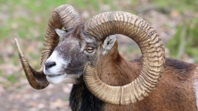 El muflón es una especie de oveja traída a Tenerife en 1971 con fines cinegéticos que a actualmente amenaza la flora endémica./ REDES. El muflón es una especie de oveja traída a Tenerife en 1971 con fines cinegéticos que a actualmente amenaza la flora endémica./ REDES.