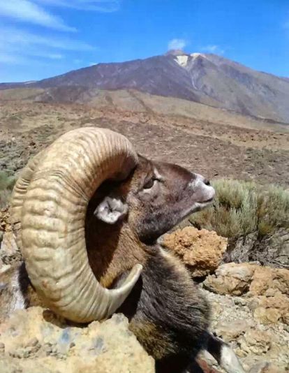 muflon teide
