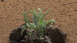 Cardo de plata. / ARCHIVO Cardo de plata. / ARCHIVO