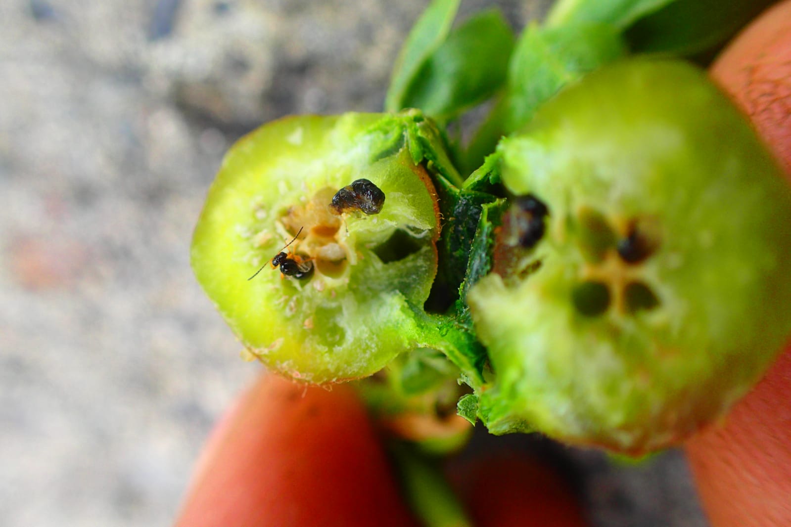 Daños por la avispilla. / CEDIDA 