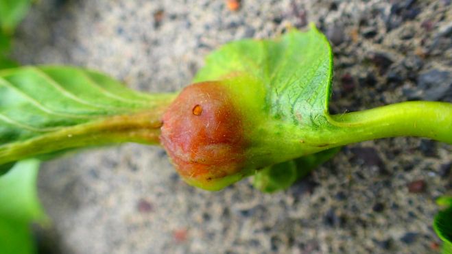 Daños por la avispilla. / CEDIDA 