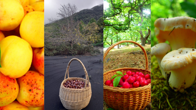 Recolecciones en una finca de La Palma. / CEDIDA Recolecciones en una finca de La Palma. / CEDIDA