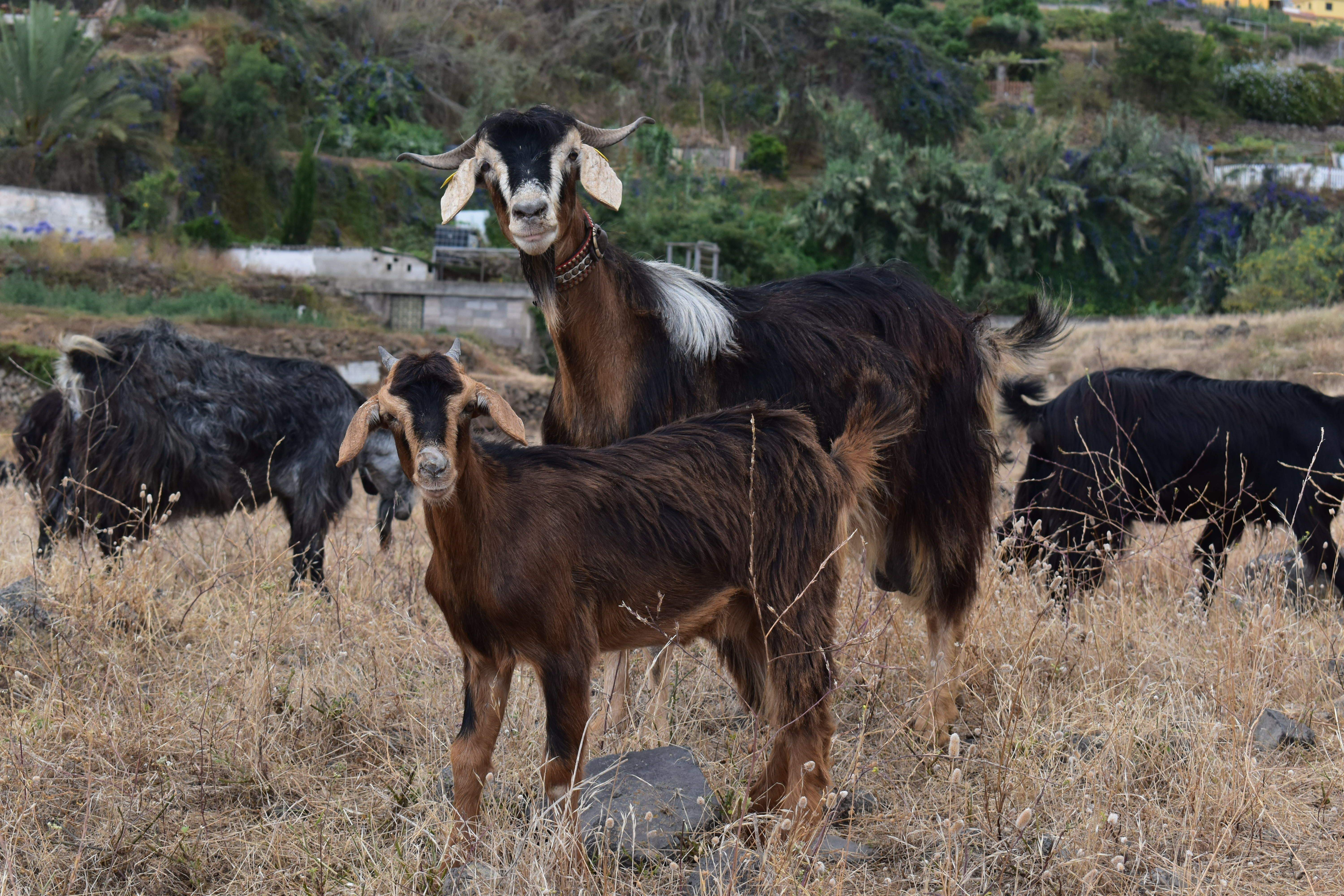 Cabras en el norte de Tenerife. / ARCHIVO