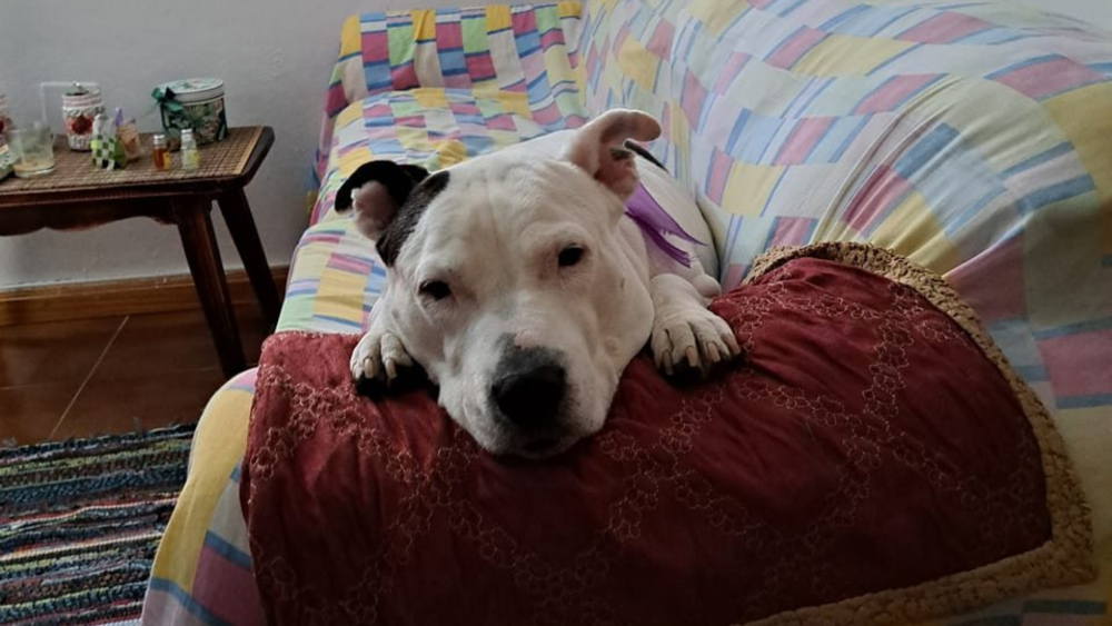 Lady, perrita de Haridian que ha necesitado varias cirugías por su cáncer./ HARIDIAN GONZÁLEZ