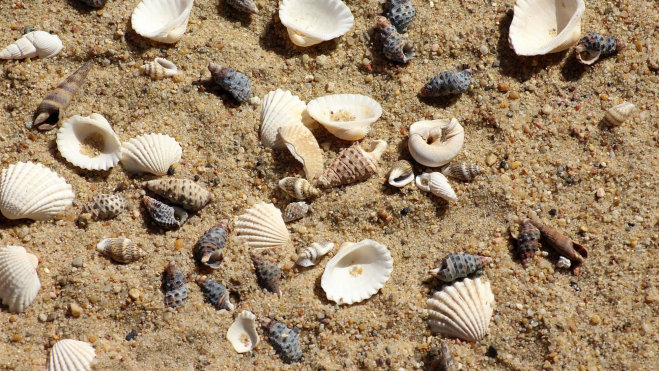 Arena y conchas en la playa / PIXABAY