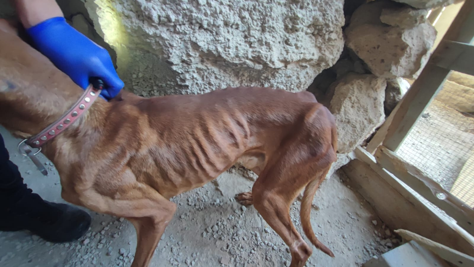 Una de las imágenes de los animales rescatados / GOBIERNO DE CANARIAS