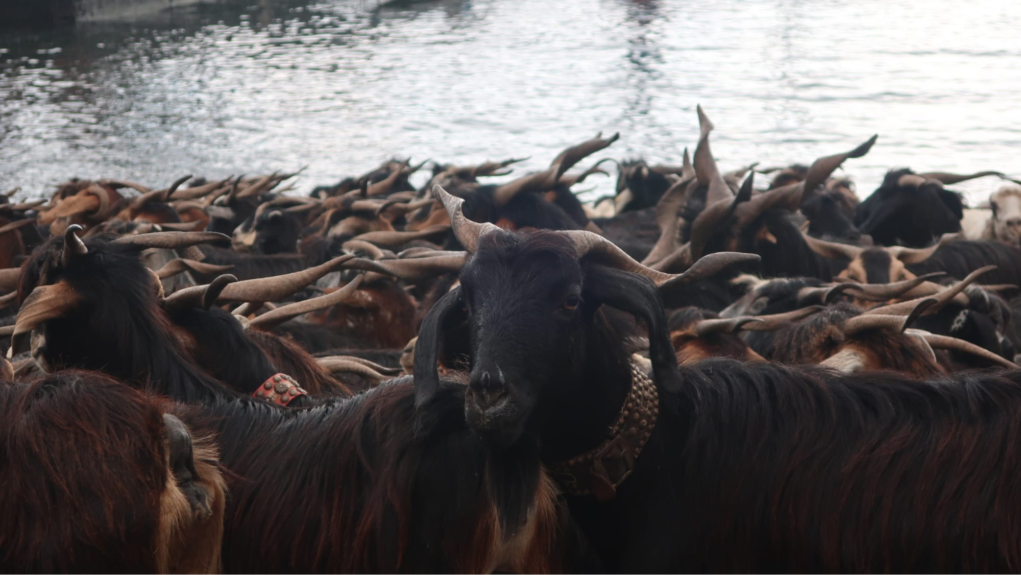 Cabras en el tradicional baño de Puerto de la Cruz / AYUNTAMIENTO DE PUERTO DE LA CRUZ