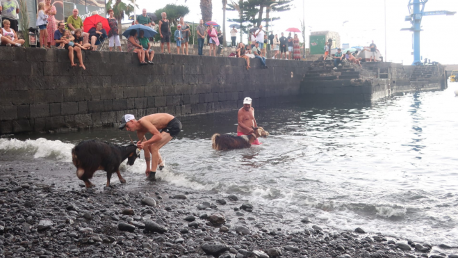 Cabras en el tradicional baño de Puerto de la Cruz / AYUNTAMIENTO DE PUERTO DE LA CRUZ (1)
