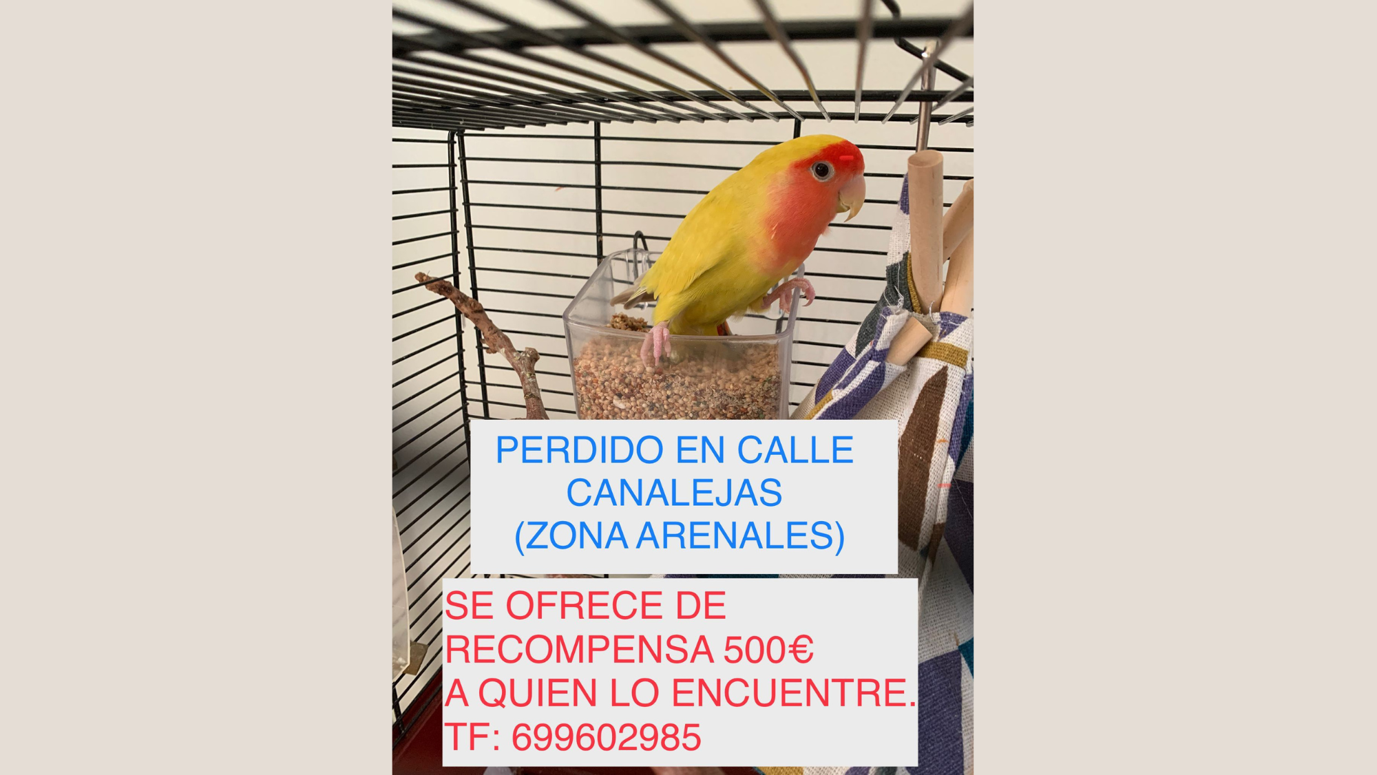 Imagen de Chiquitín, el pájaro desaparecido en Las Palmas de Gran Canaria / CEDIDA