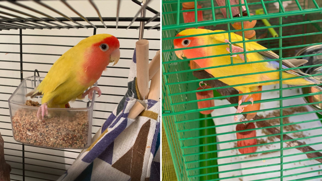 Así es Chiquitín, el agaporni perdido en Las Palmas de Gran Canaria y por el que se ofrece una recompensa de 500 eurosCEDIDA (1)