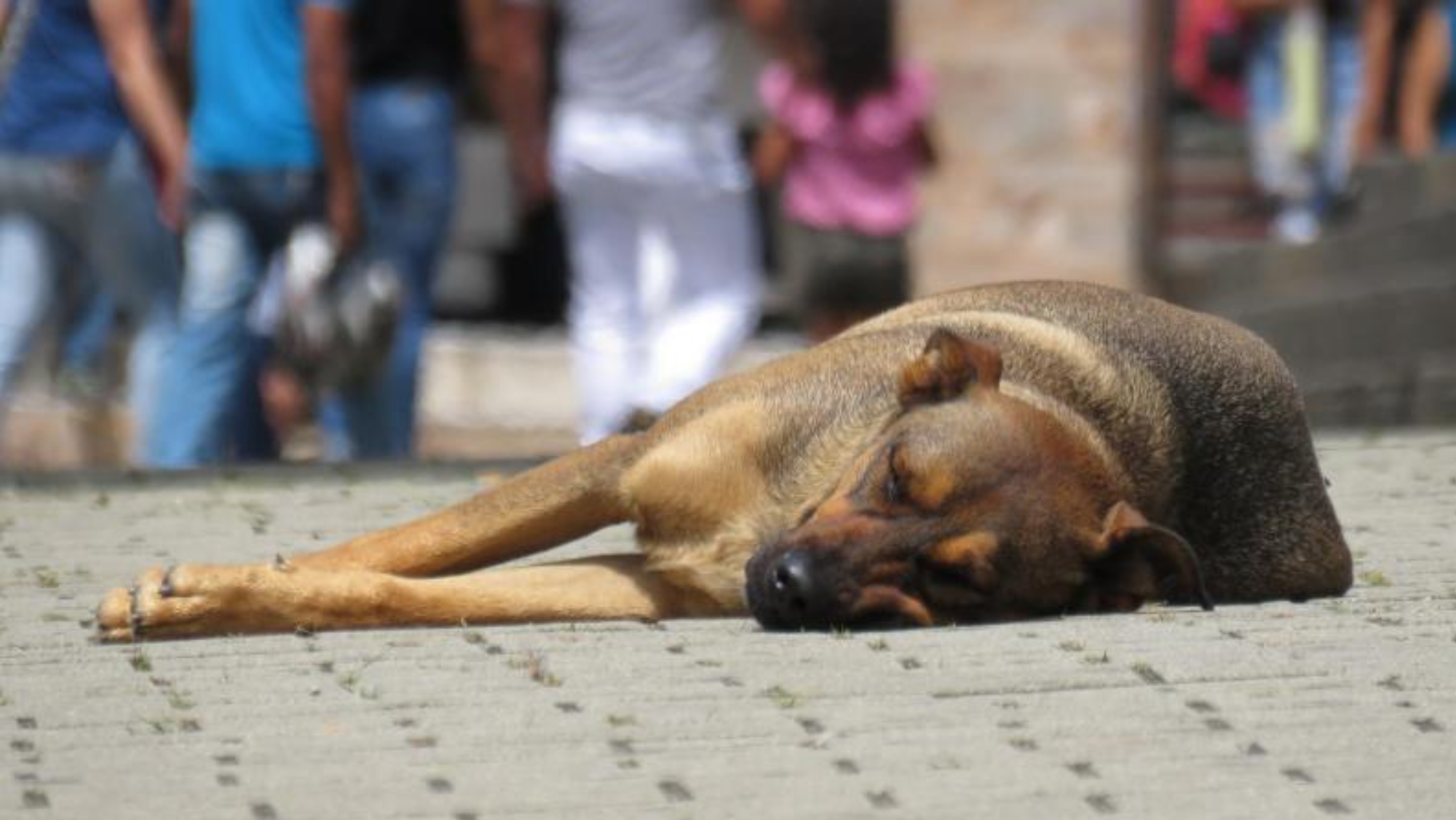 Un perro en la calle un día de calor / PIXABAY