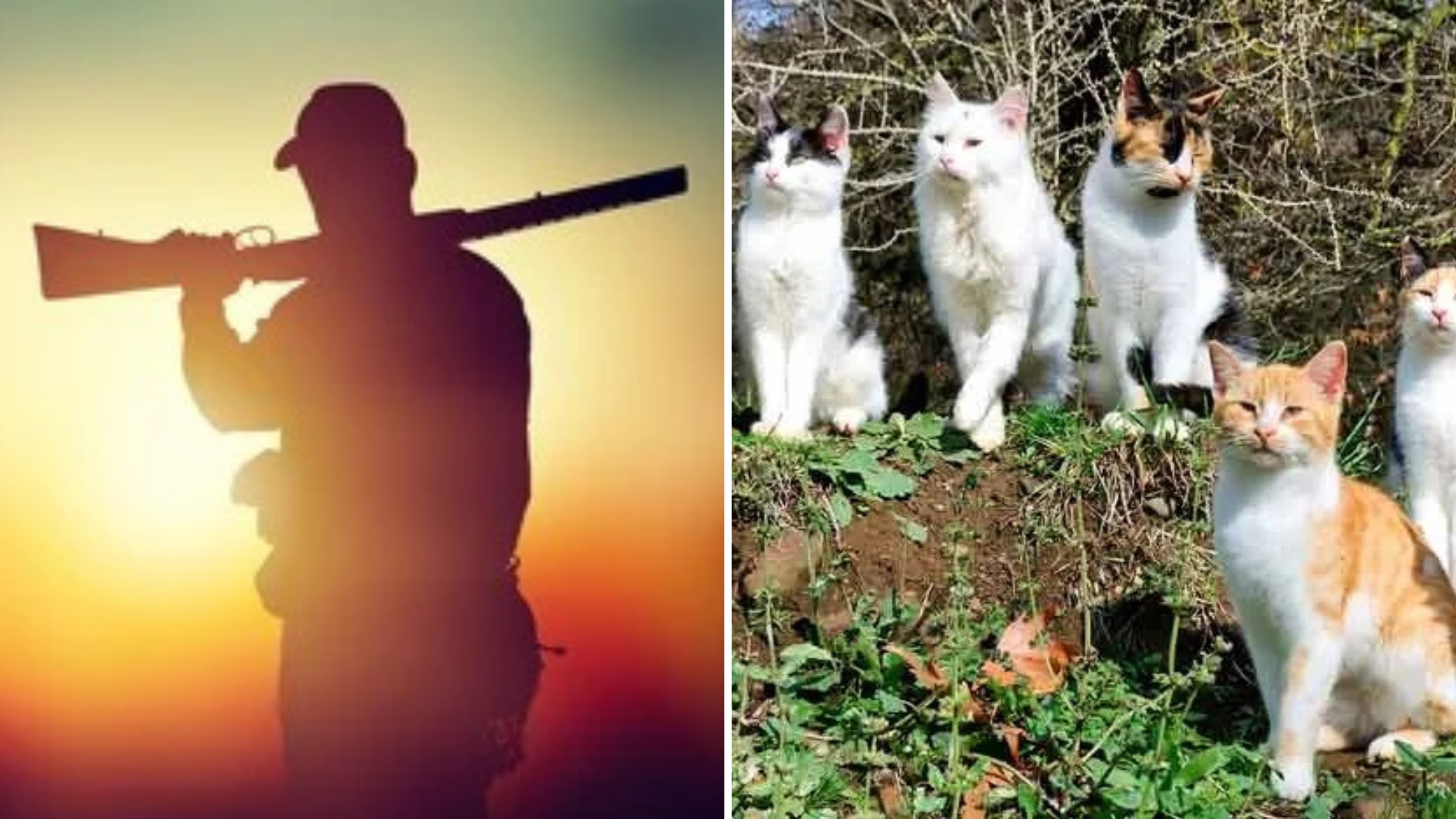 Un cazador y una manada de gatos asilvestrados./ MONTAJE AH Un cazador y una manada de gatos asilvestrados./ MONTAJE AH