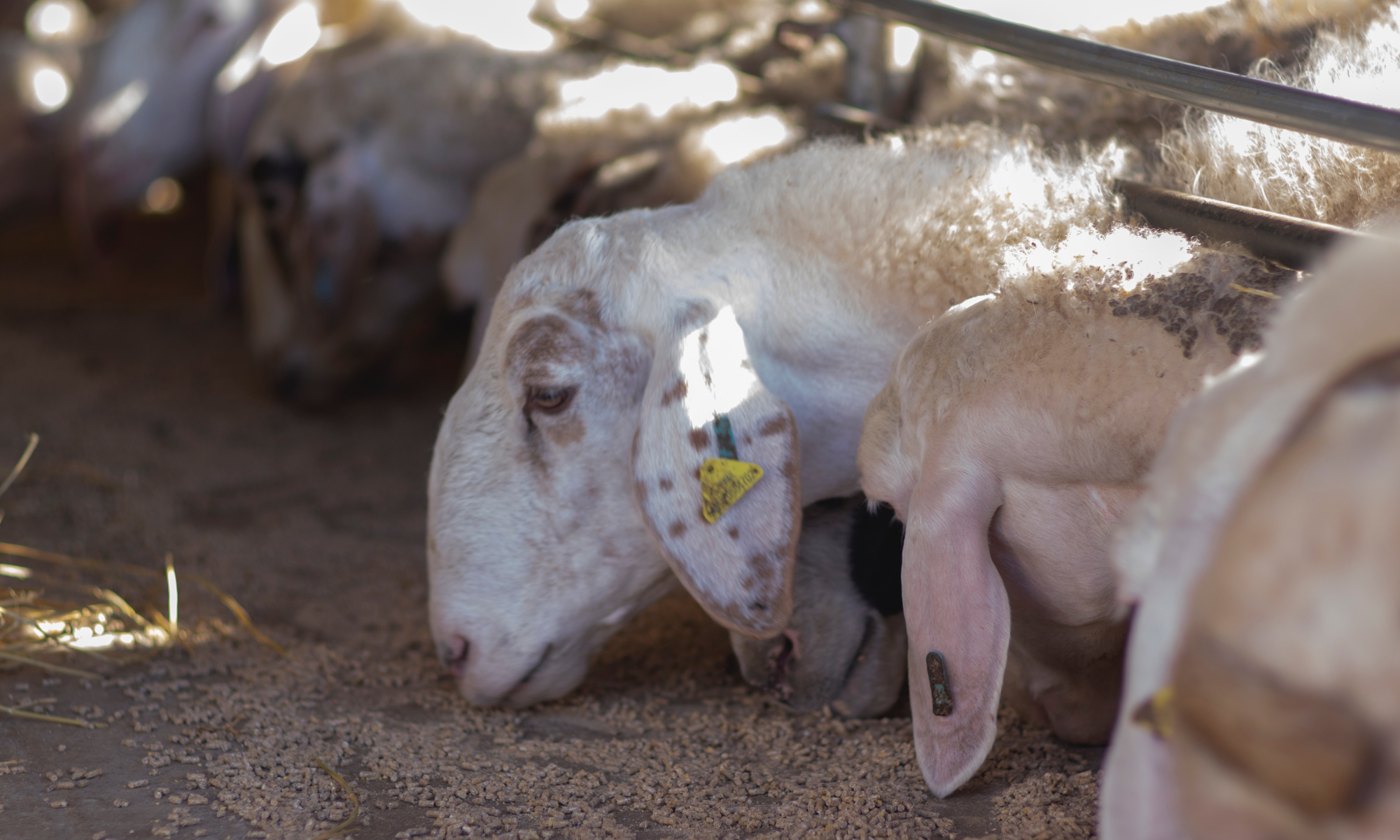 Ganado alimentándose. / UNSPLASH