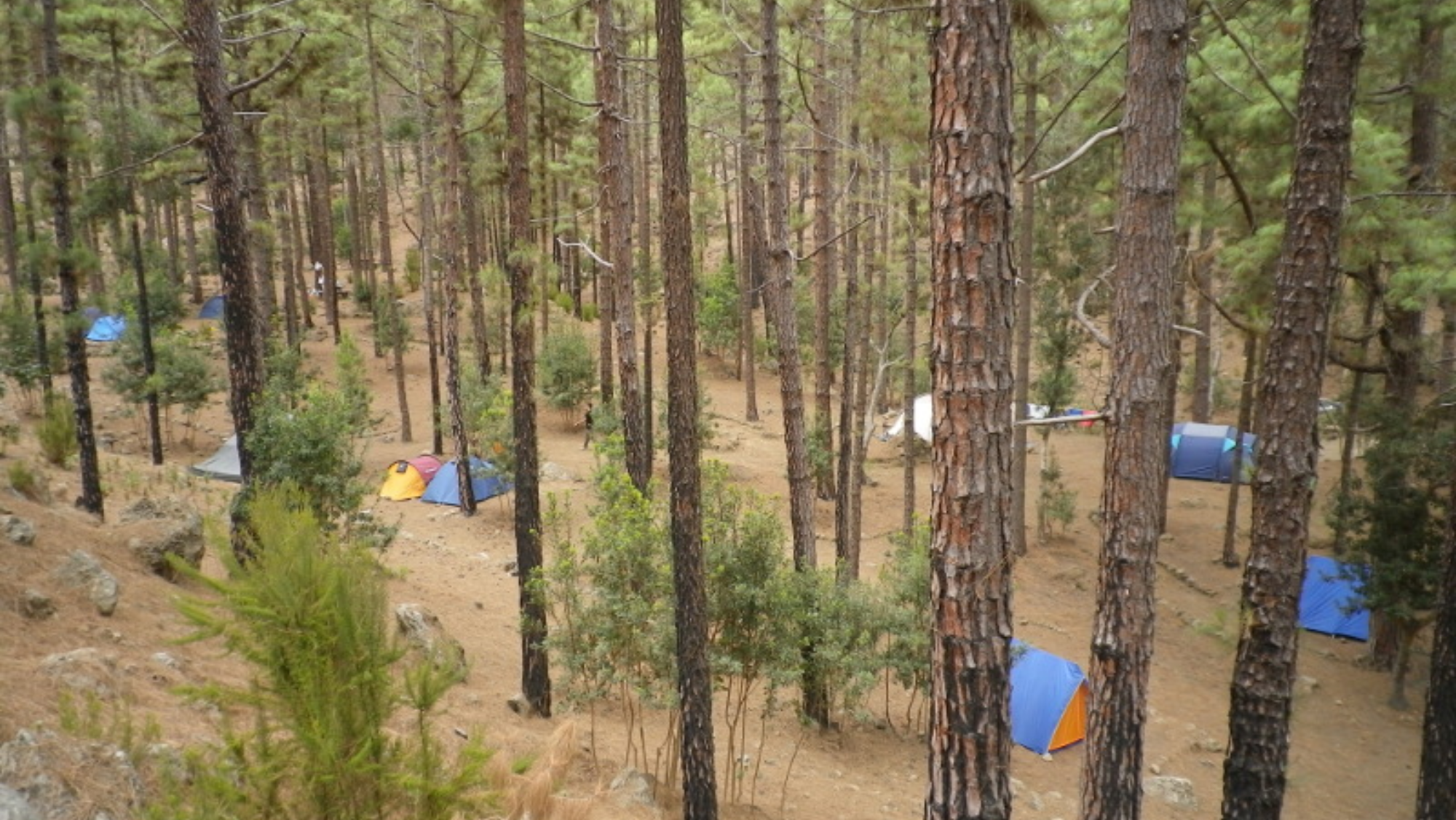 Zona de acampada El Lagar, en Tenerife, donde han sido evacuadas 36 personas por riesgo de incendio forestal. / CABILDO DE TENERIFE