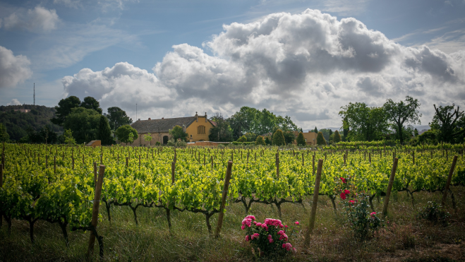 Finca de la compañía /FAMILIA TORRES Finca de la compañía /FAMILIA TORRES