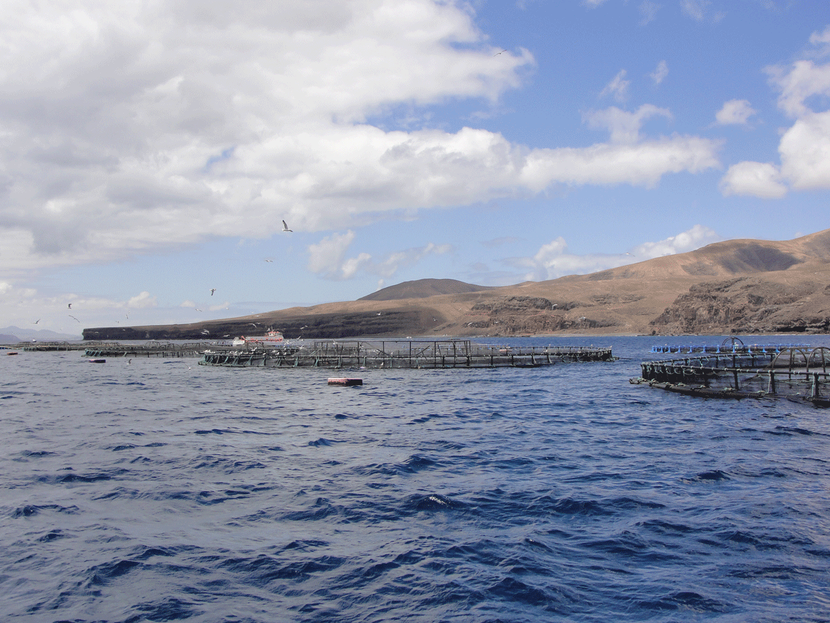 Una piscifactoría en Lanzarote./ CÁMARA DE COMERCIO